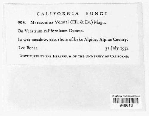 Marssonina veratri image